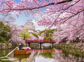 Japan cherry blossoms