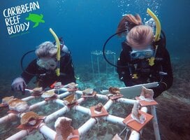 Our Research Divemasters working on the tables at the nursery