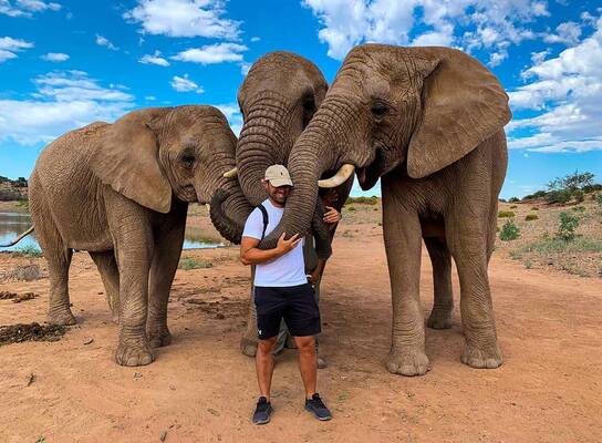 Big 5 - elephants
