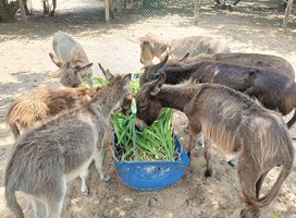 donkeys eating