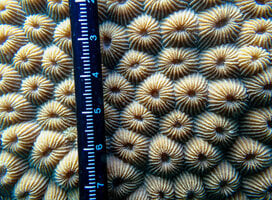 A close up a coral colony