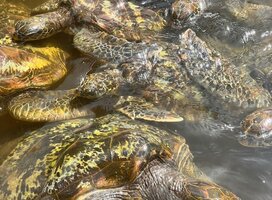 turtles