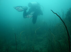 Survey diver 