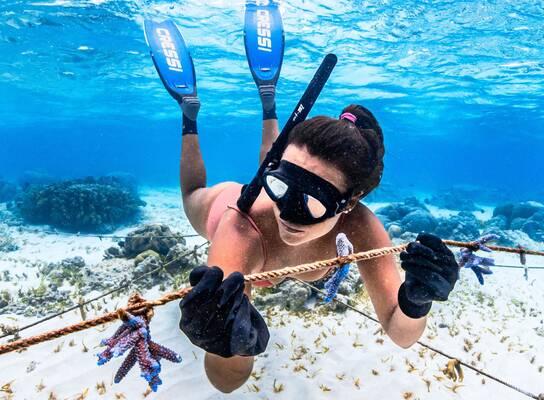 Freedive and plantings corals