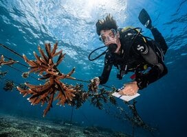 coral nursery