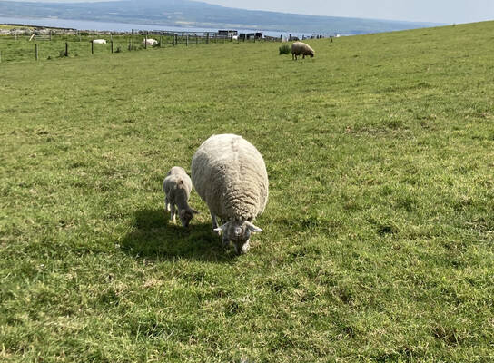 Baby Lambs in Limerick