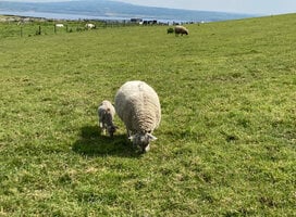 Baby Lambs in Limerick