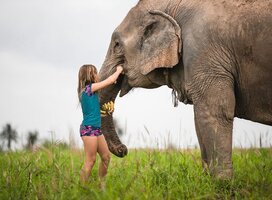 Volunteer at the elephant sanctuary excursion
