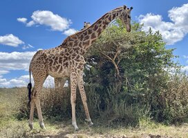 giraffe