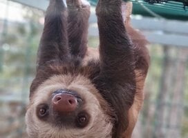 Sloth