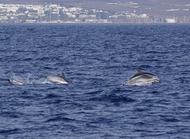 Stripped dolphins jumping