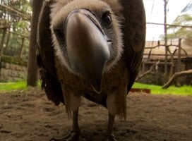 Yusef, one of our captive vultures