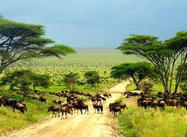 migration in central Serengeti