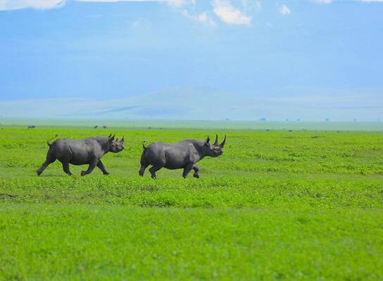 Rhinoceros