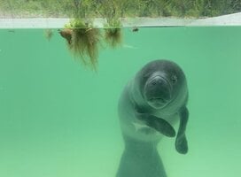 Amazonian manatee in rehabilitation
