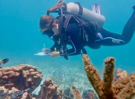 Diver doing an underwater conservation survey