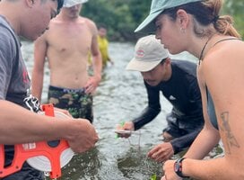 Volunteers are involved in  mangrove research.