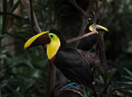 La Paz Waterfall Gardens
