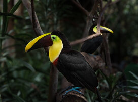 La Paz Waterfall Gardens