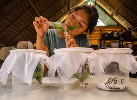 An intern studying plant phenology