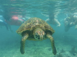 Learn about Galapagos wildlife