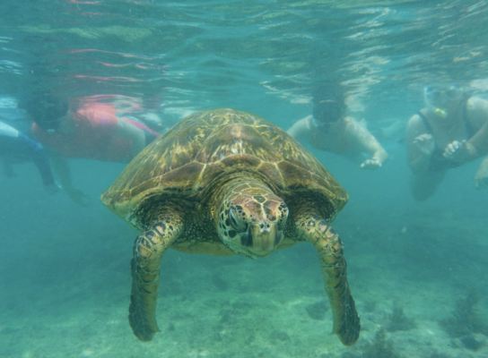 Learn about Galapagos wildlife