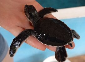 baby turtle releasing day