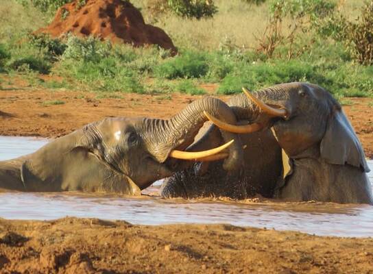 Elephants at Mara river