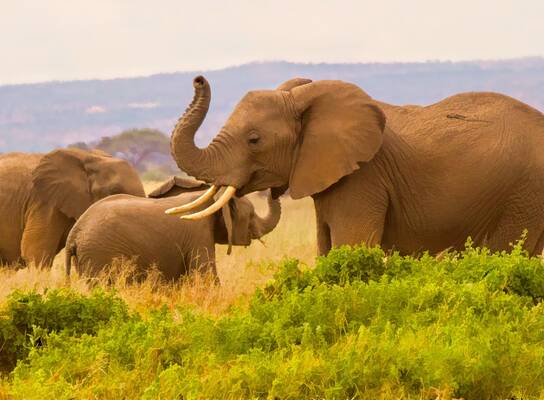 Elephants at Masai Mara