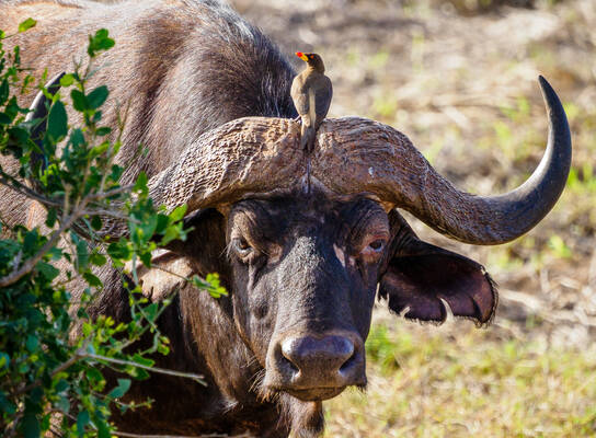 African buffalo at Masai Mara