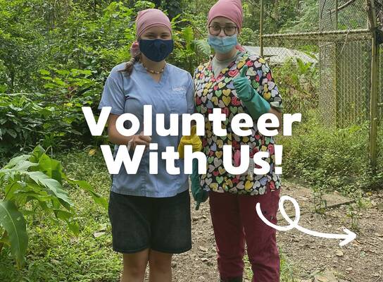 Two volunteers surrounded by jungle and enclosures in our pre-release area giving a thumbs-up 