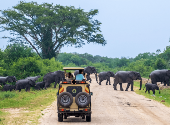 Game drive in in Queen Elizabeth National Park 
