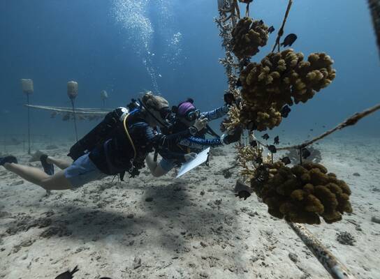 Learn how to collect underwater data with Gili Shark Conservation!