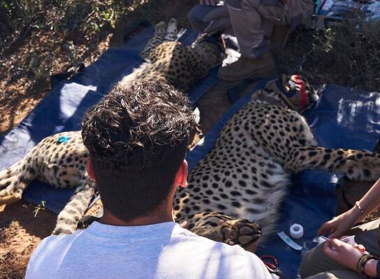 Cheetah conservation hands-on
