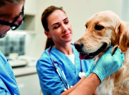 Veterinarian Internships in Greece