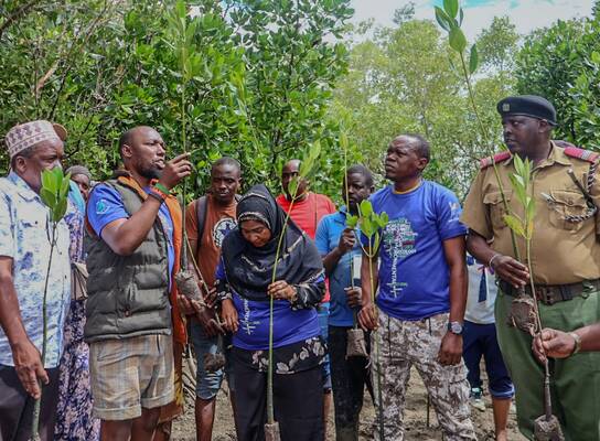 Mangrove restoration at Dongokundu