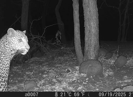 Leopard in trail camera footage