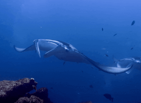 Giant Manta Rays in the waters of Tahiti