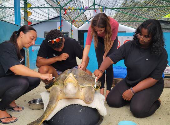 Sea Turtle Conservation in Asia Maldives