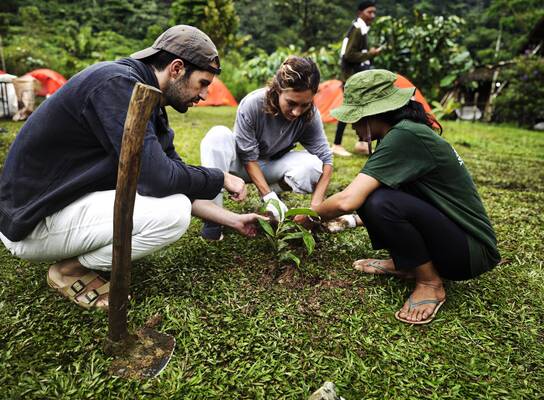 3 people planting seedlings together