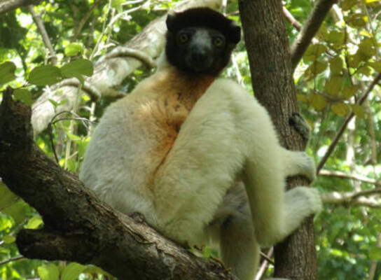 A crowned sifaka sits on an elevated tree branch among leaves