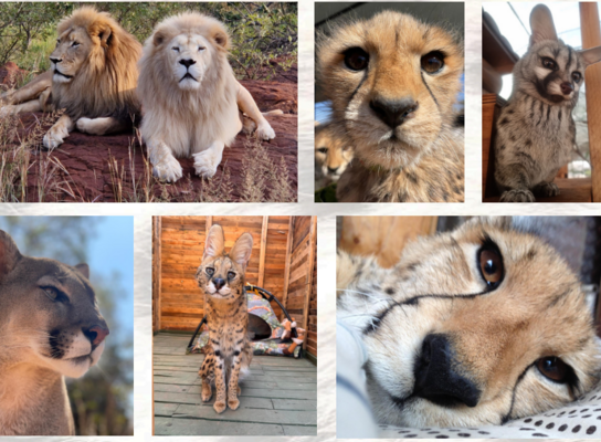 Taking care and showing love for various Animals
