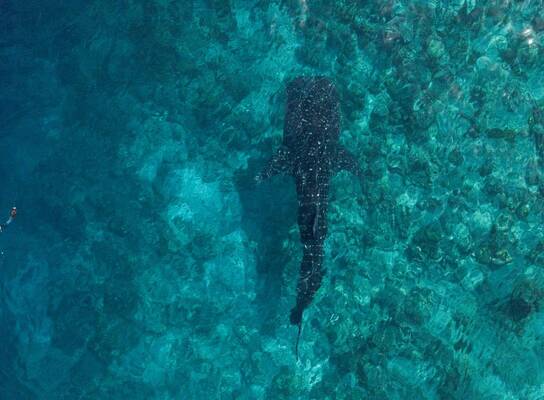 Whale Shark with snorkelers at a responsible distance