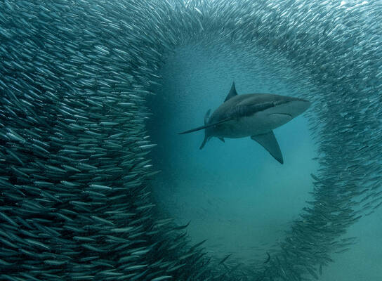 Sardine Run Action