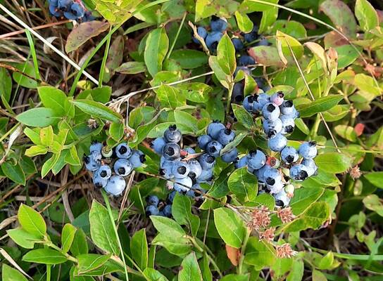 wild blueberries