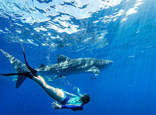 Students snorkeling with a shark.