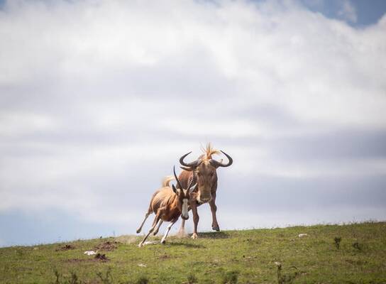 Wildebeest