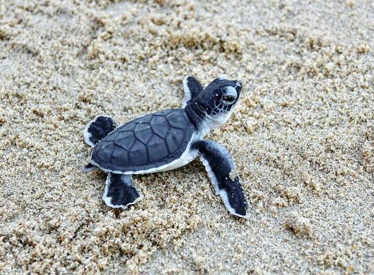 Sea Turtle