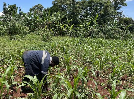 Planting of trees for the community 