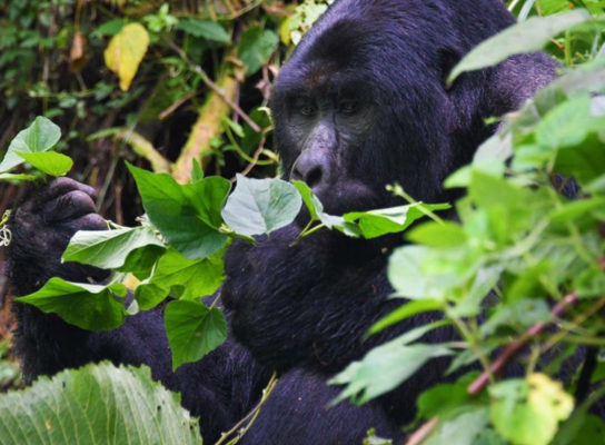 Bwindi Gorilla Trekking Exercise on 10 Days Ultimate Uganda Wildlife,Gorillas and Cultural Adventure